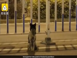 रोड एक्सिडेंट में मालिक की मौत, 80 दिनों से कुत्ता वहीं बैठा कर रहा है इंतज़ार, VIDEO देख हो जाएंगे इमोशनल रोड एक्सिडेंट में मालिक की मौत, 80 दिनों से कुत्ता वहीं बैठा कर रहा है इंतज़ार, VIDEO देख हो जाएंगे इमोशनल