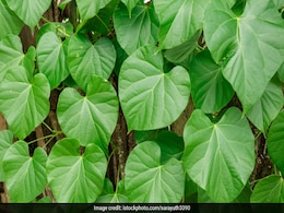 कॉलेस्ट्रोल कम करने तक में काम आता है इन पत्तों का रस, सेहत को मिलते हैं और भी कई फायदे, जानें यहां  कॉलेस्ट्रोल कम करने तक में काम आता है इन पत्तों का रस, सेहत को मिलते हैं और भी कई फायदे, जानें यहां