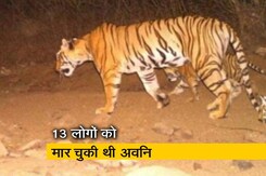 आदमखोर बाघिन अवनि को मारा गया आदमखोर बाघिन अवनि को मारा गया