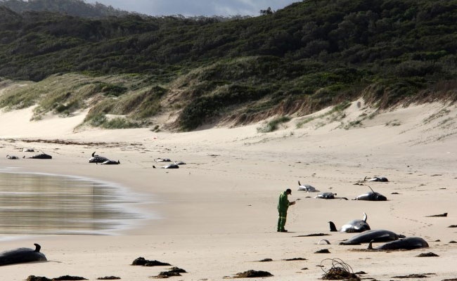 These 50 Beached Whales Perish Because Of "Ocean Warming'