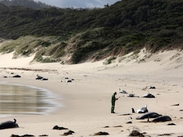 These 50 Beached Whales Perish Because Of "Ocean Warming' These 50 Beached Whales Perish Because Of "Ocean Warming'