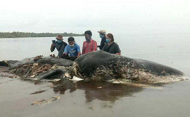 Dead Sperm Whale In Indonesia Found With 6 Kg Of Plastic In Stomach