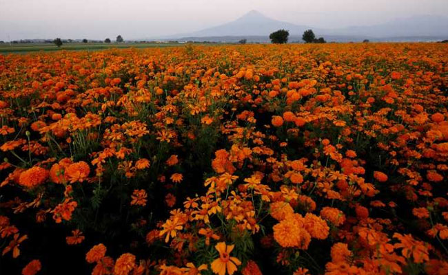 Mexico's Sea Of Orange Flowers Guides The Souls Of The Dead