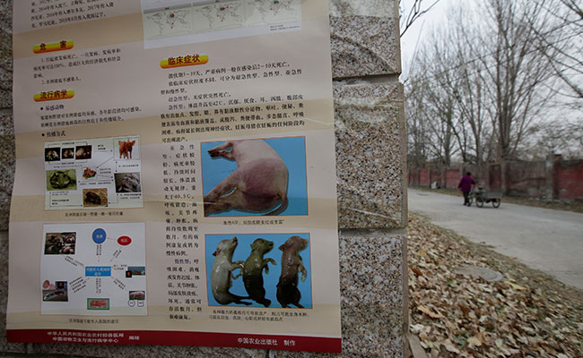 New African Swine Fever Bursts On Farm In Beijing With Nearly 10,000 Pigs