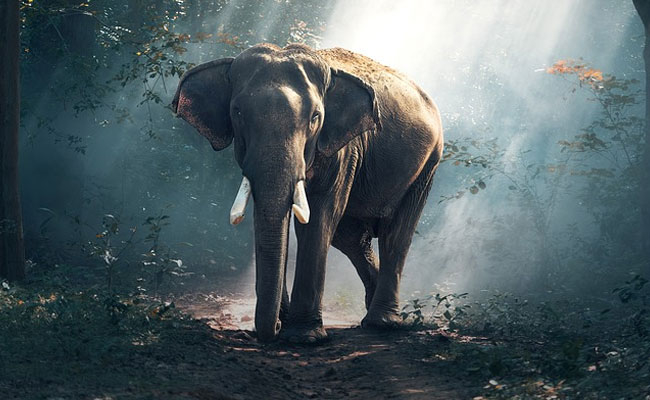 Chhattisgarh Man Trampled To Death By Wild Elephants In Korba District