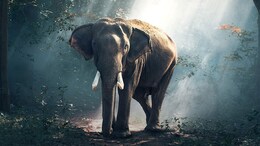 Woman, 65, Killed By Wild Elephant That Previously Claimed 4 Lives In Chhattisgarh's Korba