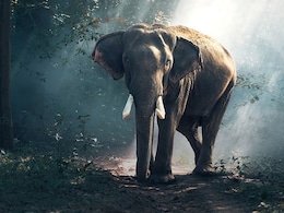 Woman, 65, Killed By Wild Elephant That Previously Claimed 4 Lives In Chhattisgarh's Korba Woman, 65, Killed By Wild Elephant That Previously Claimed 4 Lives In Chhattisgarh's Korba
