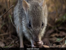 Extinction Warning For Australia's Truffle-Eating "Rat Kangaroo" Extinction Warning For Australia's Truffle-Eating "Rat Kangaroo"