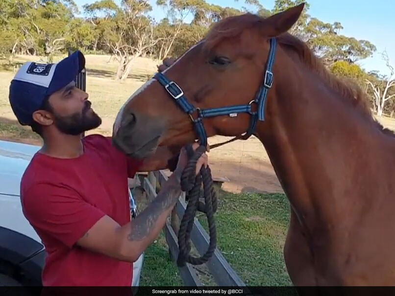 Ravindra Jadeja Spends Quality Time With Horses Ahead Of Perth Test. Watch Ravindra Jadeja Spends Quality Time With Horses Ahead Of Perth Test. Watch