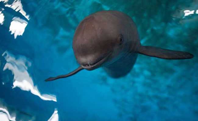 Smiling At Danger, China's Finless Porpoise Fights To Survive