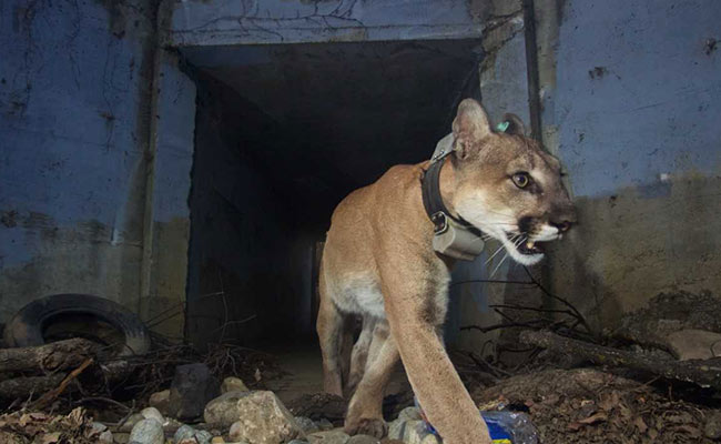 Mountain Lion That Crossed Freeways Died After California Wildfire