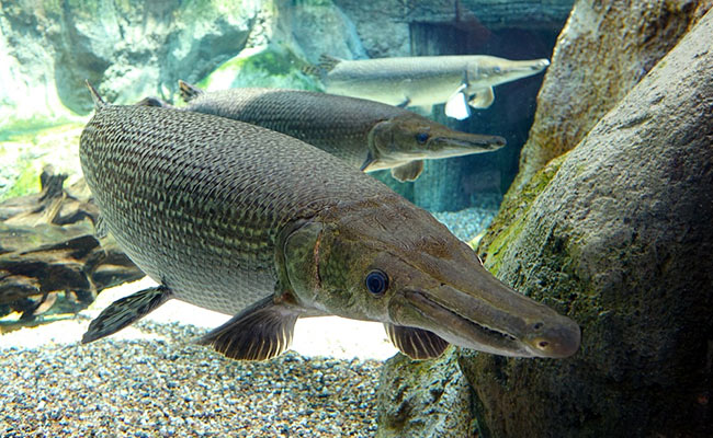 Predator North American Fish Found In Pune's Pavana Dam