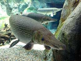 Predator North American Fish Found In Pune's Pavana Dam Predator North American Fish Found In Pune's Pavana Dam
