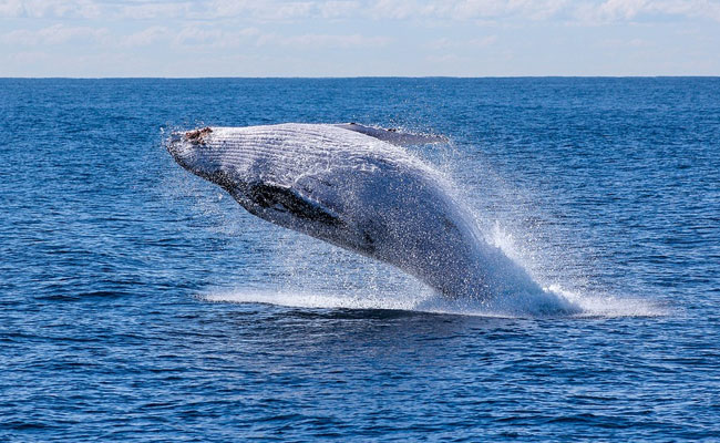 Japan To Resume Commercial Hunting Of Whales, Sparks Criticism