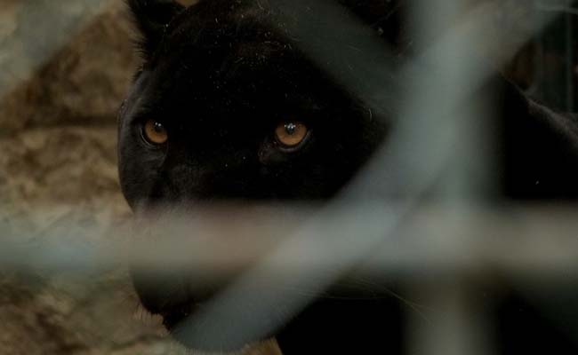 Panther Kept Rajasthan Village On Edge For Hours Before Tense Capture