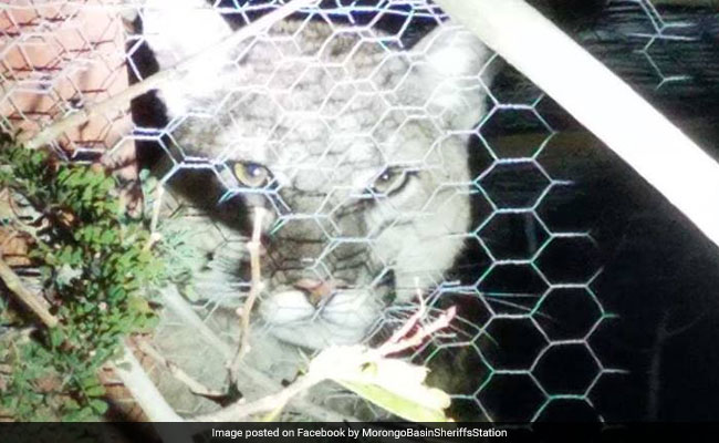 Mountain Lion Gets Itself Trapped In Chicken Coop