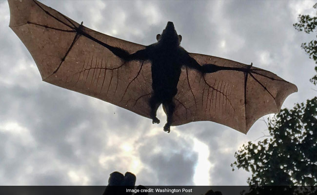 Watch: Scientists Glue Tiny GPS Trackers On Bats That Carry Lethal Virus