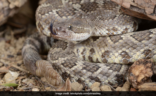 Man Finds Over 30 Rattlesnakes In Shed And The Video Is Truly Terrifying