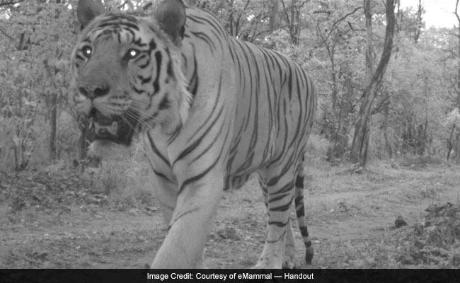 When Maharashtra Students Caught Wild Animals Taking Over Their Schools