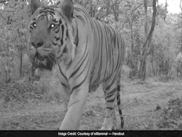 When Maharashtra Students Caught Wild Animals Taking Over Their Schools When Maharashtra Students Caught Wild Animals Taking Over Their Schools