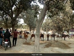 सोनपुर: एशिया के सबसे बड़े पशु मेले में 'पशुओं' की किल्लत, पक्षी बाजार भी पड़ा है सुनसान सोनपुर: एशिया के सबसे बड़े पशु मेले में 'पशुओं' की किल्लत, पक्षी बाजार भी पड़ा है सुनसान