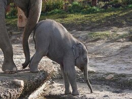 Strayed From Herd, Baby Elephant Falls Into Well, Rescued After 5 Hours Strayed From Herd, Baby Elephant Falls Into Well, Rescued After 5 Hours