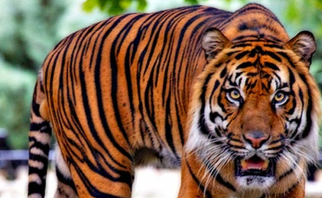 177 Tigers Died In India In 2023, Most In Maharashtra, Madhya Pradesh