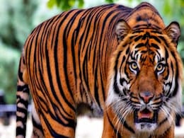 Man-Eater Tiger Captured In Maharashtra's Chandrapur District Man-Eater Tiger Captured In Maharashtra's Chandrapur District
