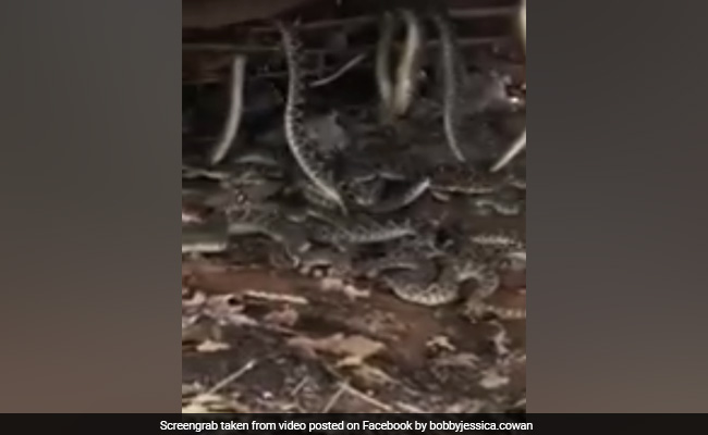 शख्स को घर के आंगन में मिले 30 जहरीले सांप, देखें हैरान करने वाला VIDEO