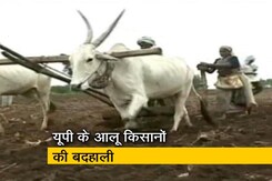 Ground Report: .यूपी के आलू किसान क्यों हैं मायूस ? Ground Report: .यूपी के आलू किसान क्यों हैं मायूस ?