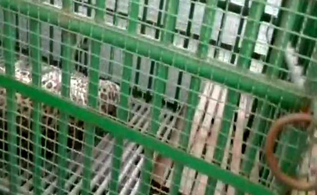 Leopard Strays Into Gujarat's Court Causing Staff To Flee, Captured