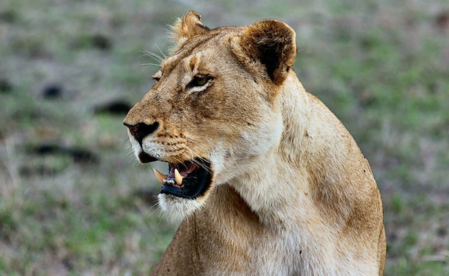 2 Weeks Into Her Job, Intern Killed By Lion At North Carolina Sanctuary