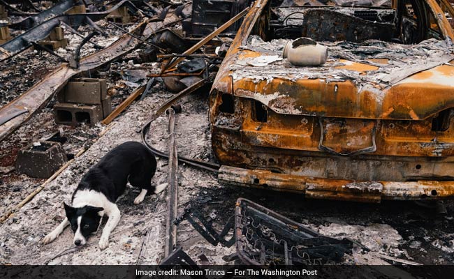 Dogs Help Wildfire Survivors Recover Something Precious: Human Ashes