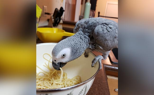 Naughty Parrot Uses Amazon Alexa To Shop While Owner Is Away