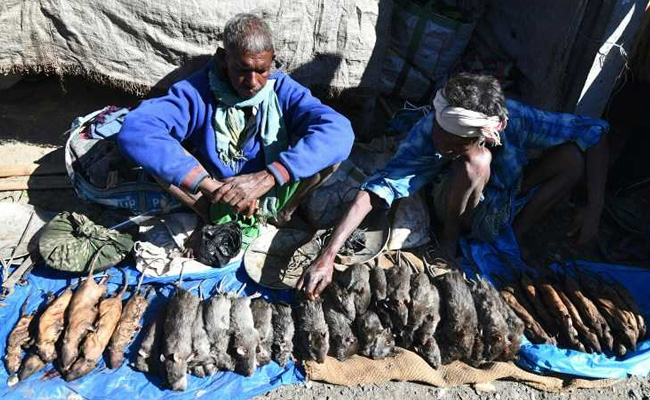 Boiled Or Skinned Rat Is Bestseller At Assam Village For Rs 200 A Kg