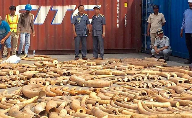 Cambodia Seizes Record 3-Tonne Haul Of African Ivory