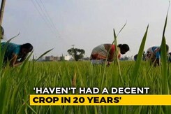 Haryana Farmers On Rain Deficit, Debt Trap In The State Haryana Farmers On Rain Deficit, Debt Trap In The State