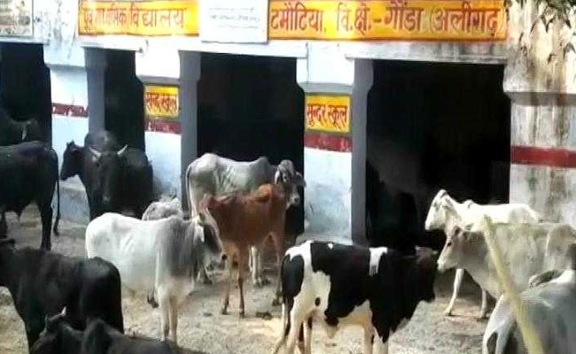 UP Farmers Lock Stray Cows In School, Health Centre To Protect Crops
