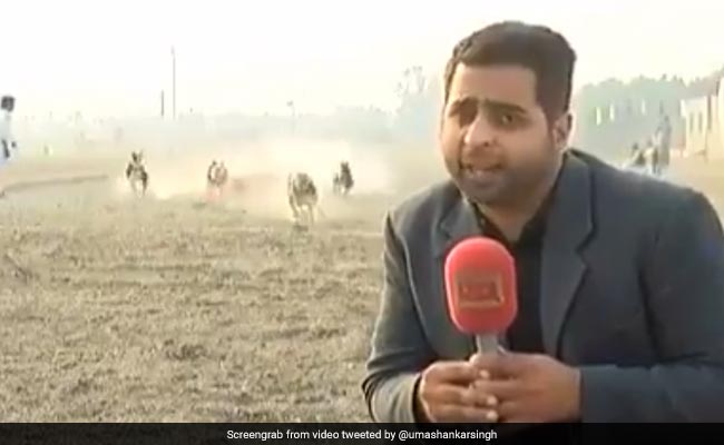 कैमरे के सामने देख रहा था पाकिस्तानी रिपोर्टर, तेज रफ्तार से दौड़ते हुए आए कुत्ते और फिर... देखें Video
