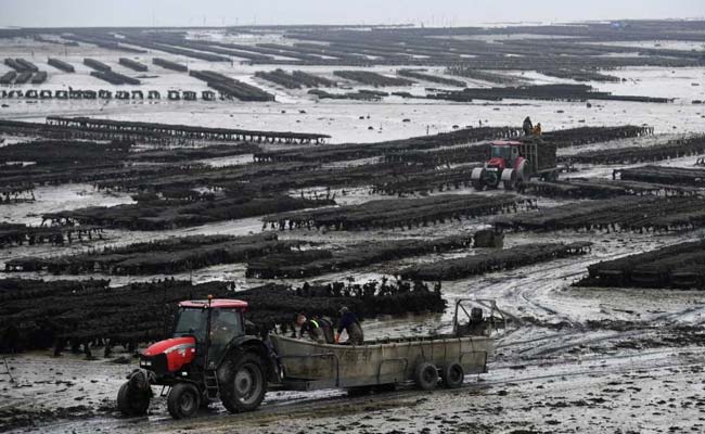 Climate Change Takes Toll On French Oyster Farmers