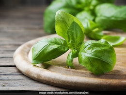 रोज सुबह इस पौधे की चबाएं 4 पत्तियां, फायदे मिलेंगे अनेक, बीमारियों को रिस्क हो जाएगा जीरो रोज सुबह इस पौधे की चबाएं 4 पत्तियां, फायदे मिलेंगे अनेक, बीमारियों को रिस्क हो जाएगा जीरो