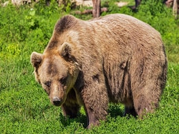 Bear Cub Rescued After Head Gets Stuck Inside Tin Box Near Amarnath Cave Bear Cub Rescued After Head Gets Stuck Inside Tin Box Near Amarnath Cave
