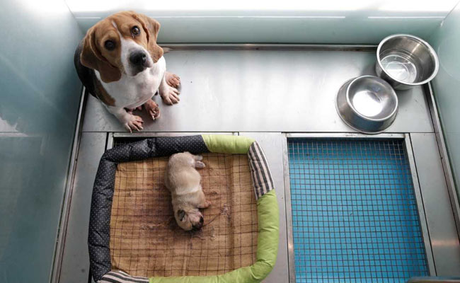 Two Of A Kind: China's First Pet Cloning Service Duplicates Star Pooch