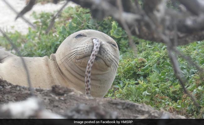 Hawaiian Monk Seals Keep Getting Eels Stuck Up Their Snouts, Nobody 'Nose' Why