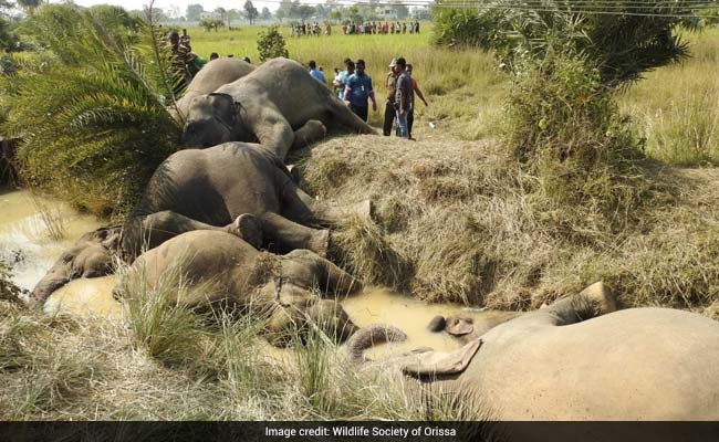 Our Inhumane Practices For Elephants Cause Deaths Like This