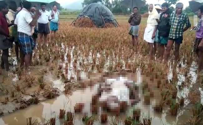 A Heartbreaking Image. How A Farmer Collapsed And Died In His Field