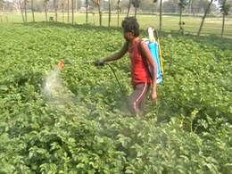 शराब का छिड़काव कर मालामाल हो रहे हैं आलू उत्पादक किसान शराब का छिड़काव कर मालामाल हो रहे हैं आलू उत्पादक किसान