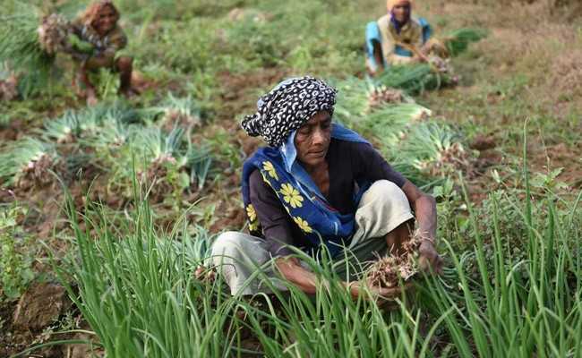 Cabinet Okays Rs 77.45 Crore For Revival Of North Eastern Agri-Marketing Corporation