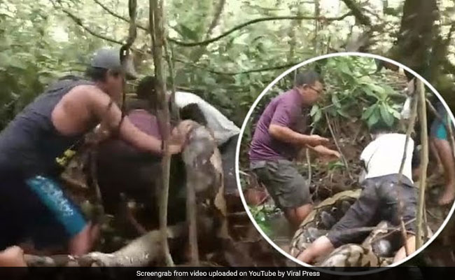 27 फीट के अजगर को पकड़ने गया था मछुवारा, पैरों पर लिपटा तो रुक गईं सांसें, देखें VIDEO