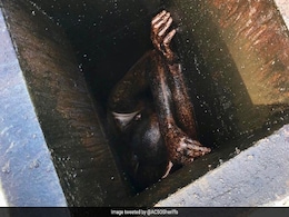 Man Stuck In Grease Vent Of Chinese Restaurant In US Rescued After 2 Days Man Stuck In Grease Vent Of Chinese Restaurant In US Rescued After 2 Days